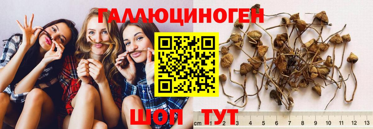 Галлюциногенные грибы Psilocybe  Галлюциногенные грибы Cubensis  наркошоп  Вход с VPN  Тайшет 